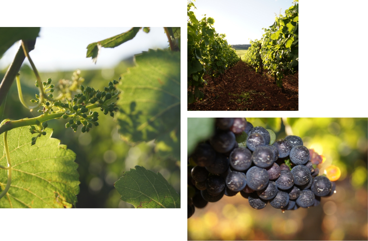 Mosaïque d'images de vigne