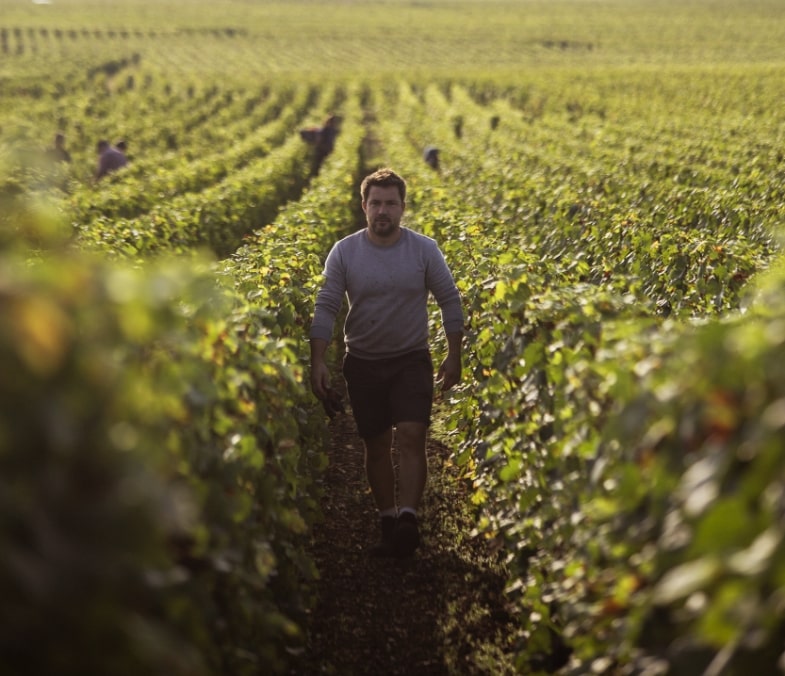 Illustration Domaine Glantenay